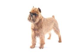 犬を家族に迎える前に